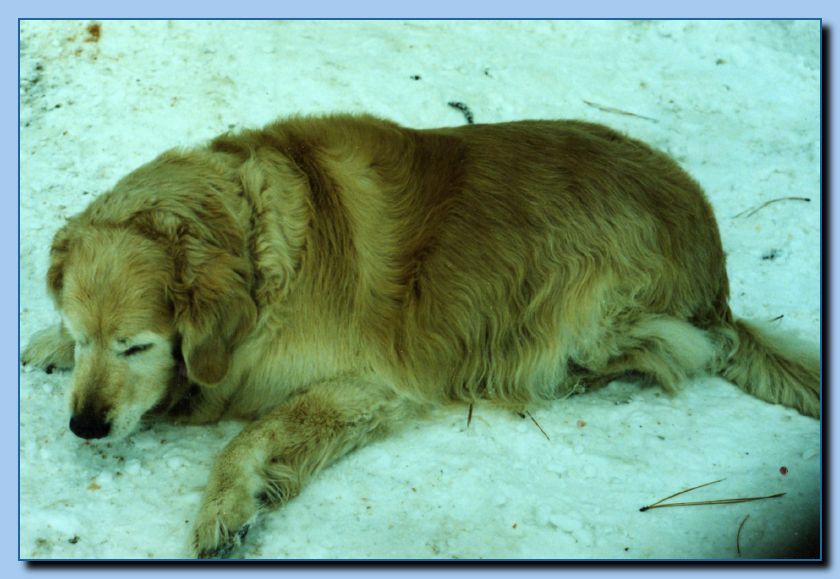 2-51a animal portrait-archive